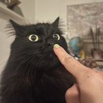 矛盾体黑毛