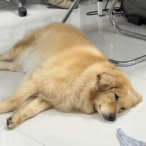 Vol21.谁不想睡个好觉呢