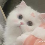 回头