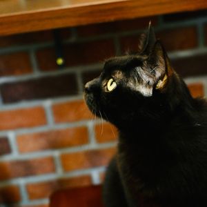 006. 被AI抢走饭碗的打工人：技术何时带来繁荣，何时制造痛苦？