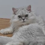 ltttting____