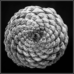 Vol. 87. 音乐中的算术：节奏游戏、黄金分割与数字迷信