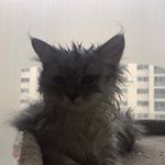 一只猫而已