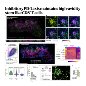 310-PD-1 Sustains High-Affinity T Stem Cells