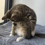 哦哦-
