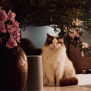 无常对话Vol.03 拥抱天赋使命，活回自己本来的样子