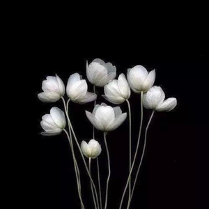 EP35王小波《沉默的大多数》：在话语森林中做一头沉默的大象