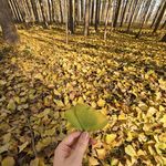 傅诗淇的小时光