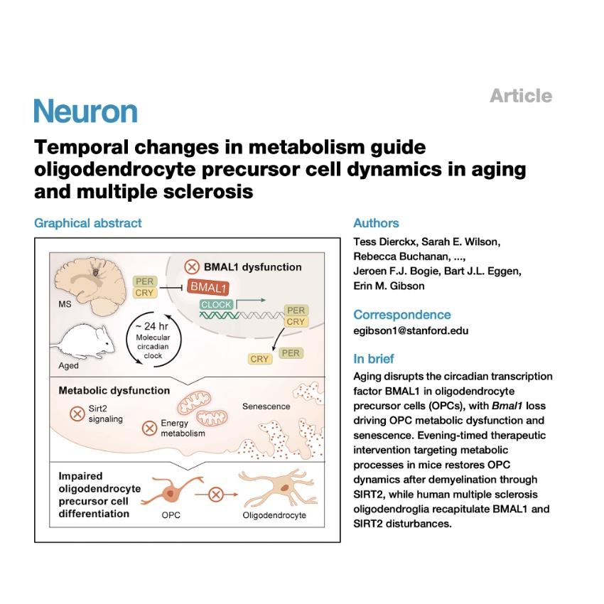 1530-Circadian Regulation of OPC Metabolism in Aging episode artwork