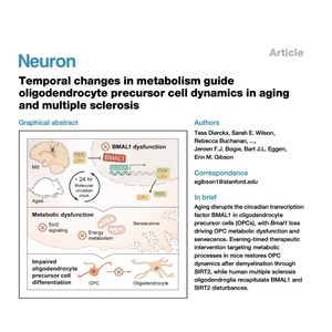 1530-Circadian Regulation of OPC Metabolism in Aging