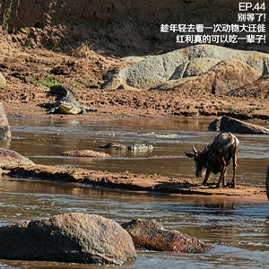 EP.44 别等了！趁年轻去看一次动物大迁徙，红利真的可以吃一辈子！