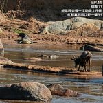 EP.44 别等了！趁年轻去看一次动物大迁徙，红利真的可以吃一辈子！