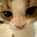 薄荷冰猫大厨