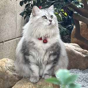 OliW奥莉