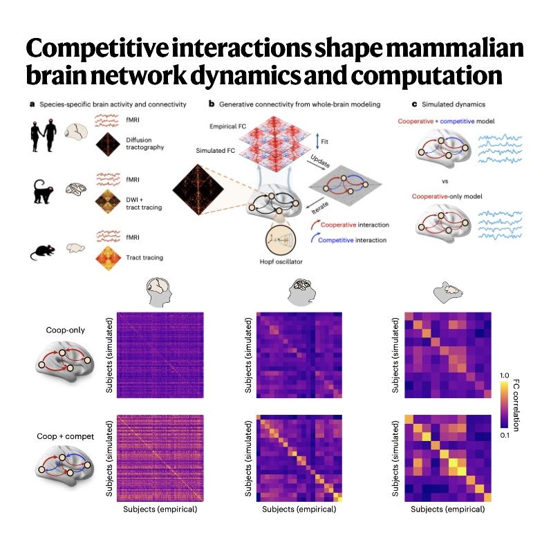 947-Competitive Interactions Shape Mammalian Brain Network episode artwork