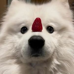 podcaster-avatar