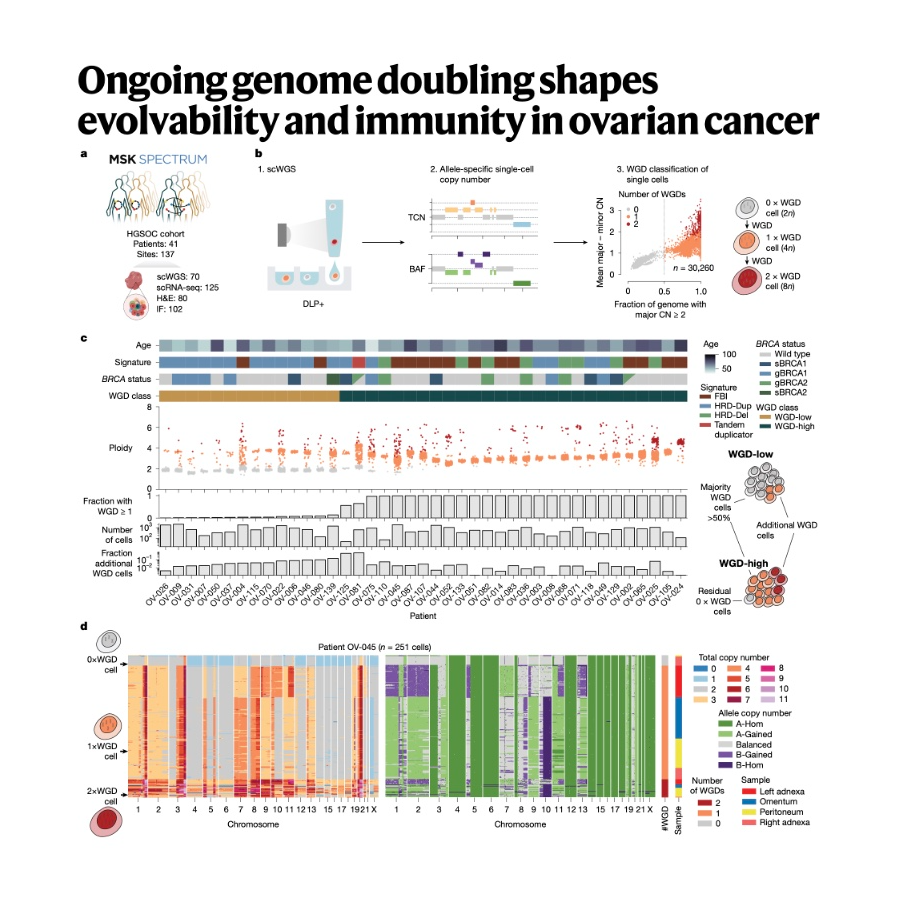 313-Whole Genome Doubling Remodels Ovarian Cancer Evolution 313-Whole Genome Doubling Remodels Ovarian Cancer Evolution