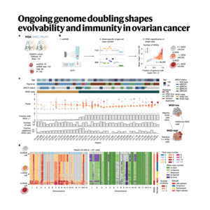 313-Whole Genome Doubling Remodels Ovarian Cancer Evolution