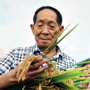 袁隆平：一生弯腰，为亿万人饭碗
