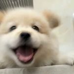 不吃别咬