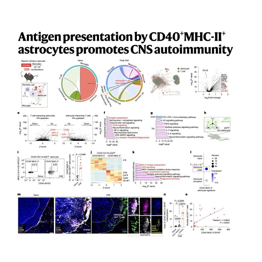 1539-Astrocyte CD40&MHC-II Presentation in CNS Autoimmunity episode artwork