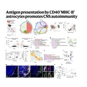 1539-Astrocyte CD40&MHC-II Presentation in CNS Autoimmunity