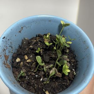 211-让我的人生一帆顺利吧