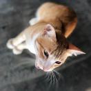 做个肥宅多么好