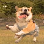 皮卡肥肥丘