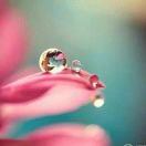 香森