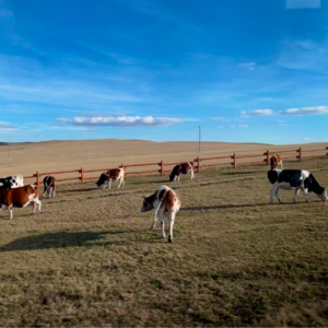 009.国庆去哪玩？从呼伦贝尔草原到重庆巷弄—我们的难忘旅程与家乡烟火味道