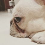 我带大王去巡山哦