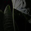 Algae_Jw13