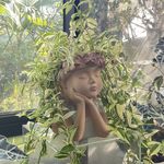 里白是一种植物