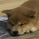 弹个啵儿