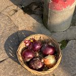 冠状树懒
