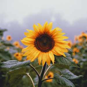 内耗人，我们不可能永远成为第一名！