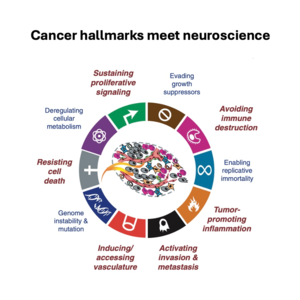 022-Cancer Hallmarks and Neurobiology