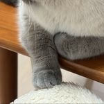 一个本本份份的逮劳