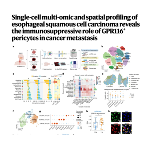 232-GPR116+ Pericytes Drive Esophageal Cancer Metastasis