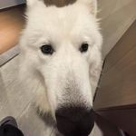 大森林里的