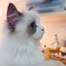 kerynn