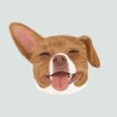 boeydx