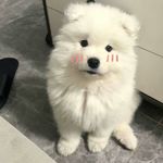 思考的小橘子_