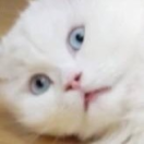 fkcpaondutymoremore
