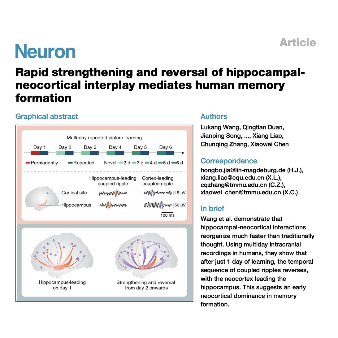 1524-Rapid Reversal of Hippocampal-Neocortical Interplay episode artwork