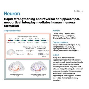 1524-Rapid Reversal of Hippocampal-Neocortical Interplay