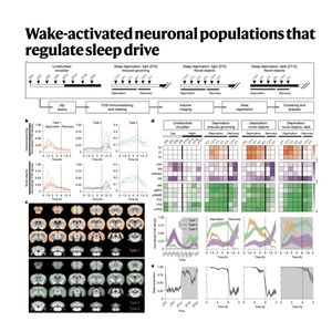 1542-Wake-Activated Neuron Regulating Sleep Drive