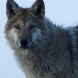 03.重返狼群·序章：七大争议与真相