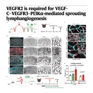 1129-VEGFR2在淋巴管萌生与生长的关键作用